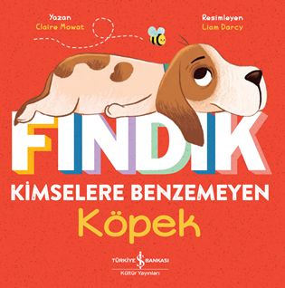 Fındık Kimselere Benzemeyen Köpek